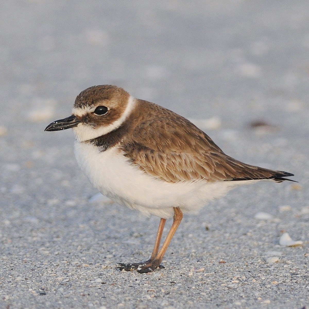 Pluvier de Wilson - ML644708684