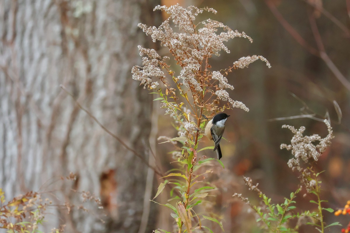 Black-capped Chickadee - ML644708711