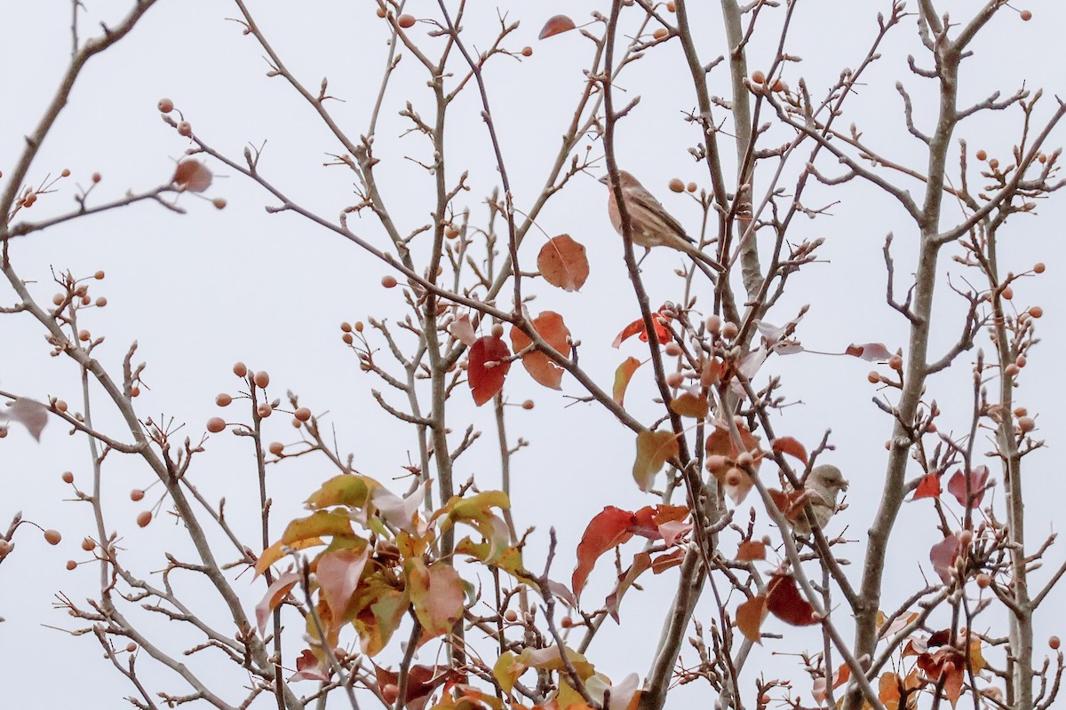 House Finch - ML644708715