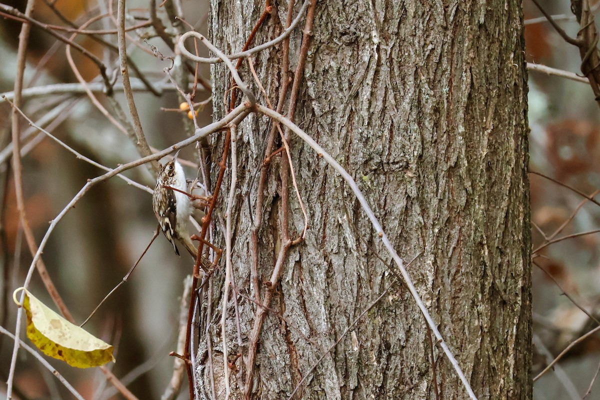 Grimpereau brun - ML644708721