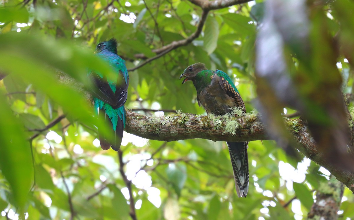 Quetzal resplendissant - ML644708732