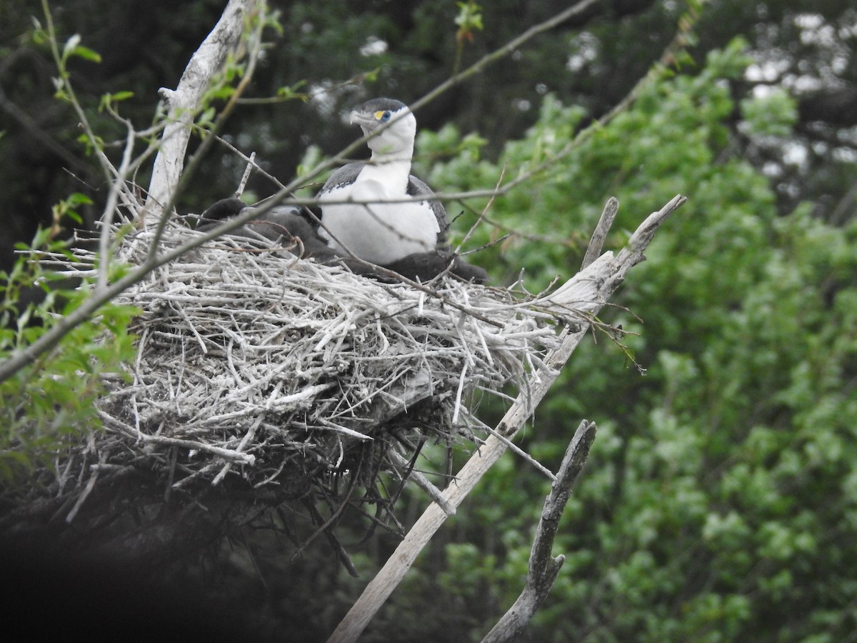 Pied Cormorant - ML644708738