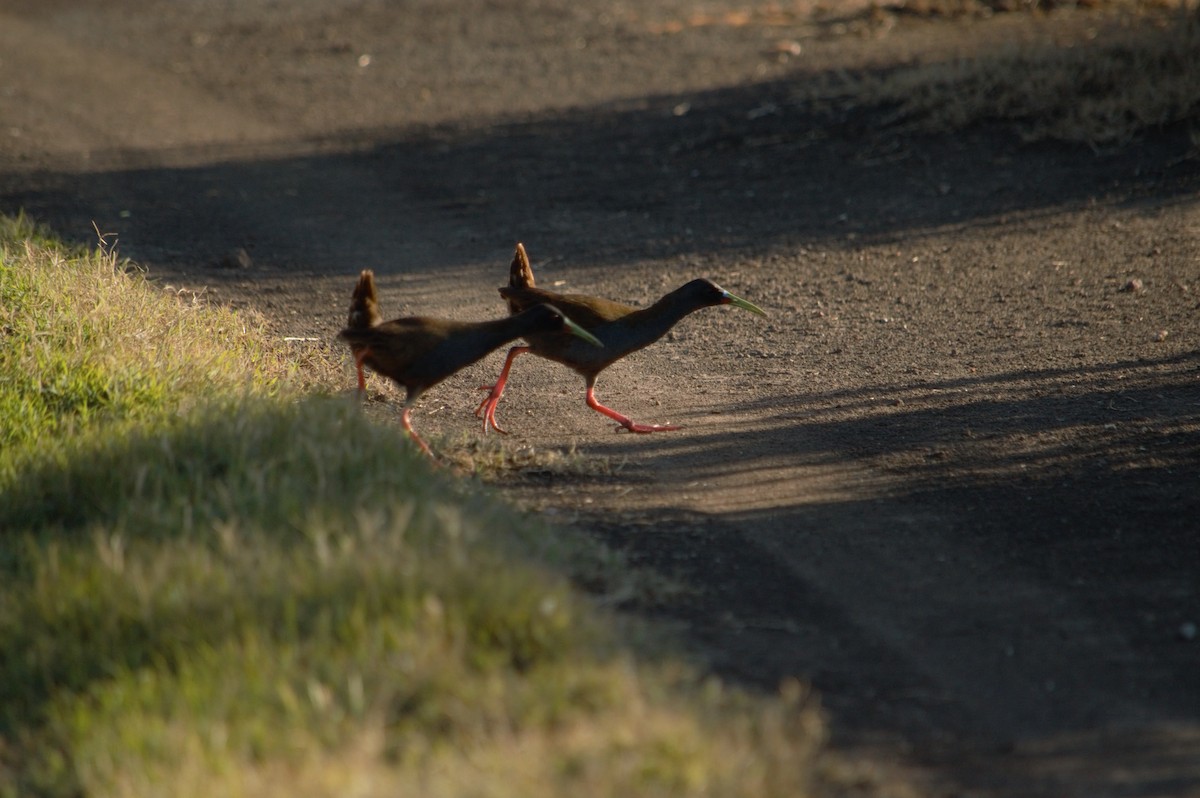 Kurşuni Sukılavuzu - ML644708747