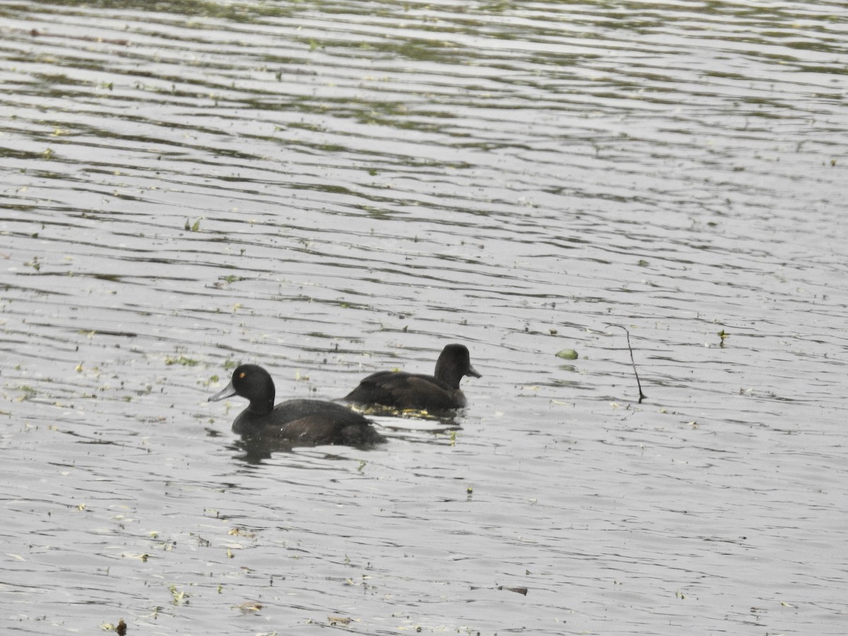 New Zealand Scaup - ML644708756