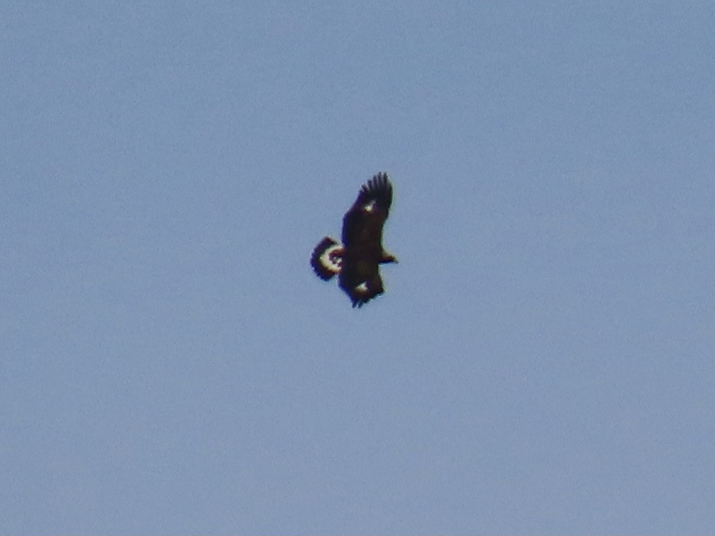 Цармын бүргэд - ML644708762