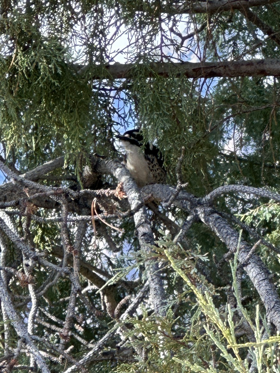 Nuttall's Woodpecker - ML644708770