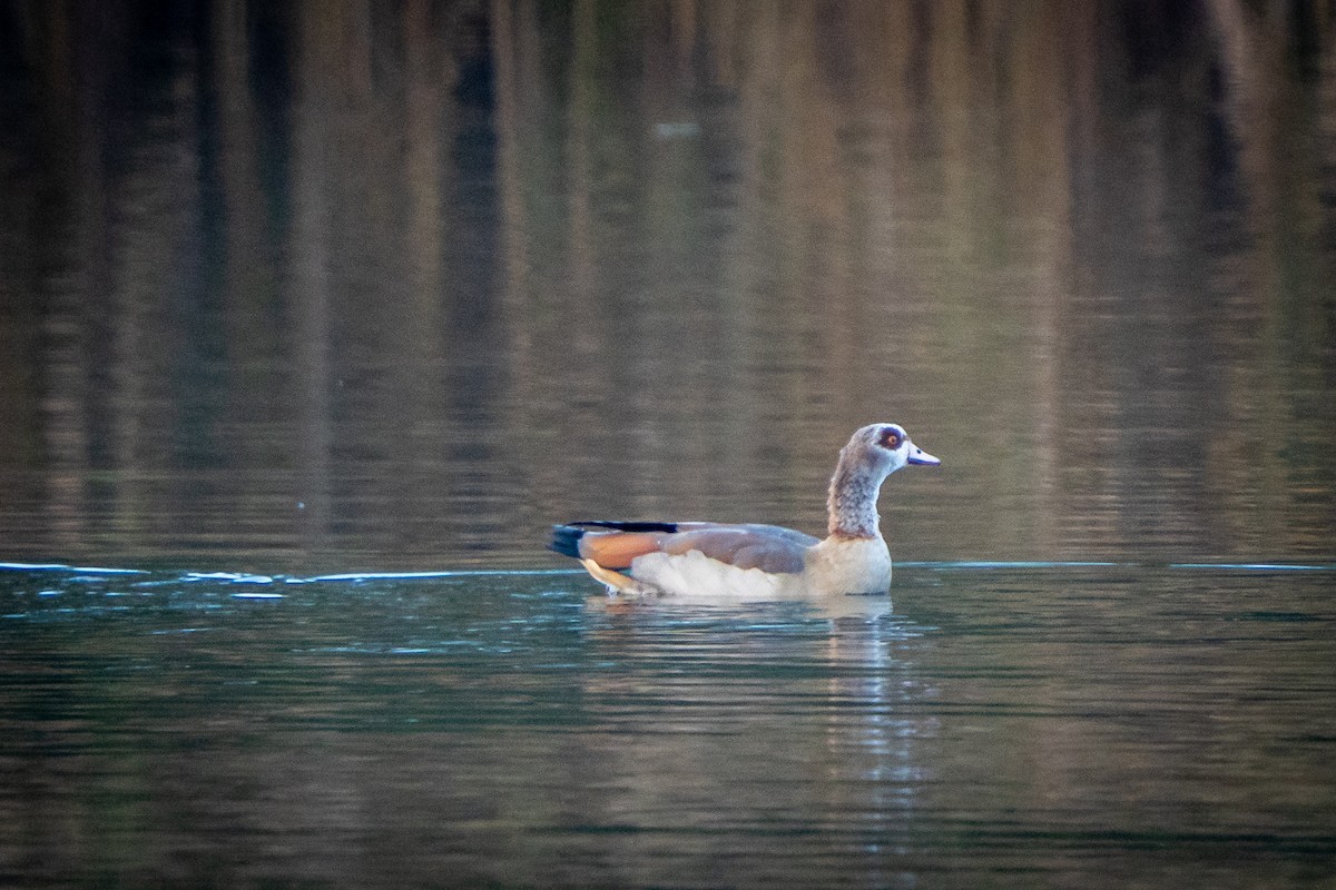 Egyptian Goose - ML644708773