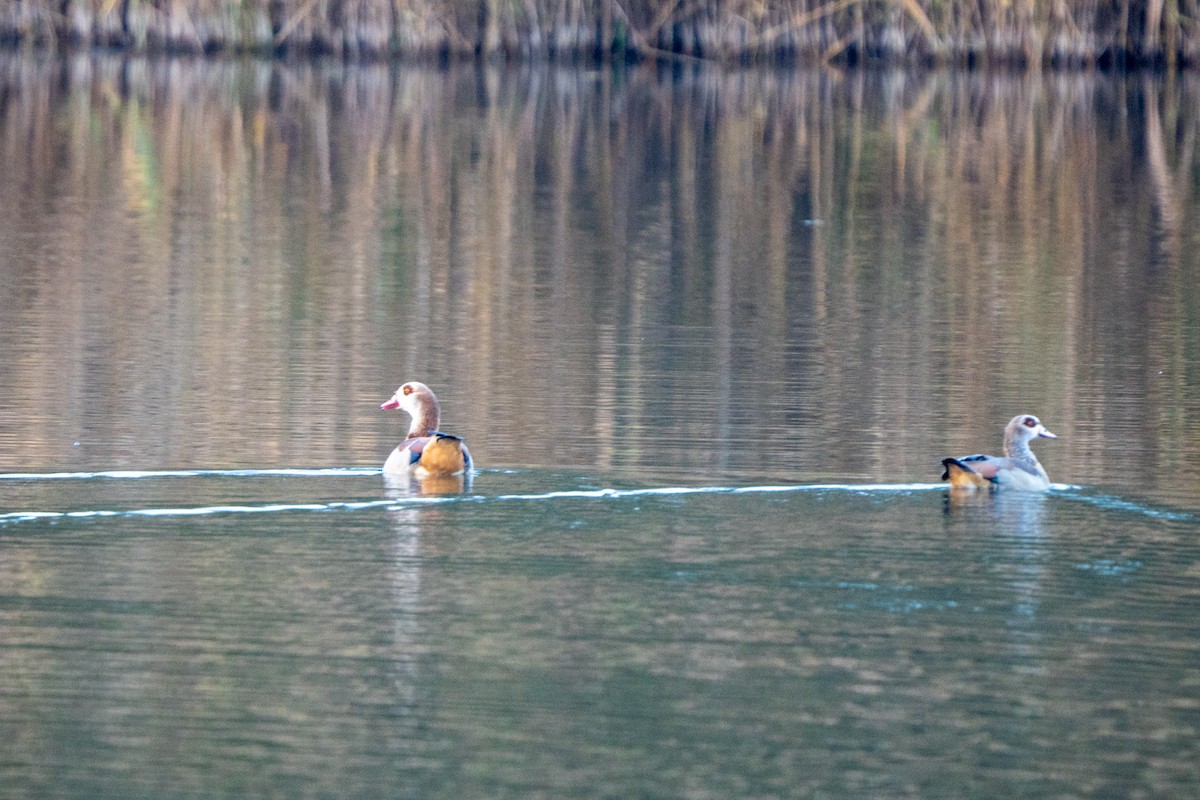Egyptian Goose - ML644708775