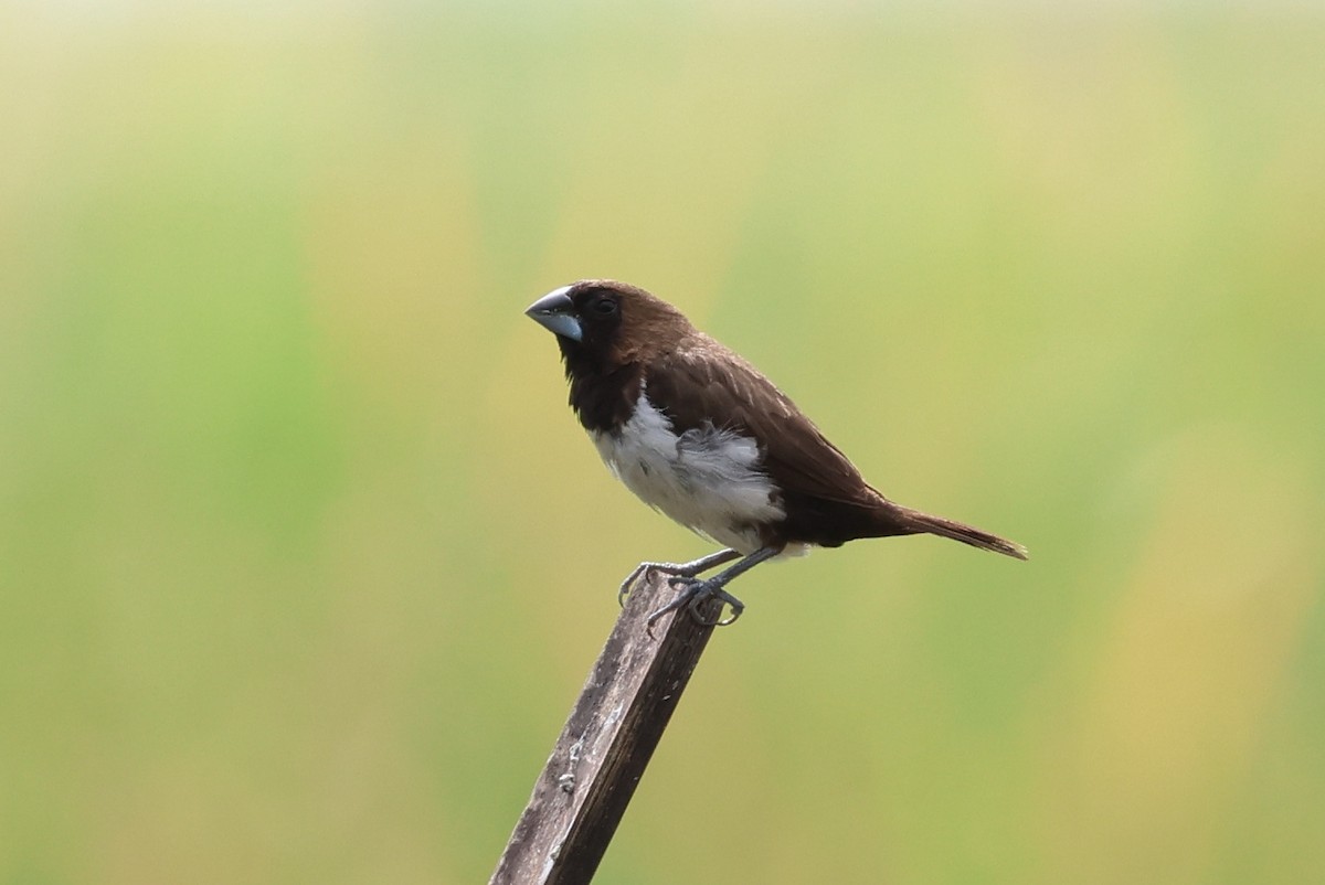 Javan Munia - ML644708781