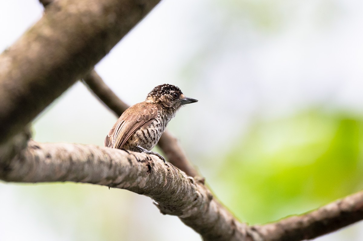 båndpikulett - ML644708782