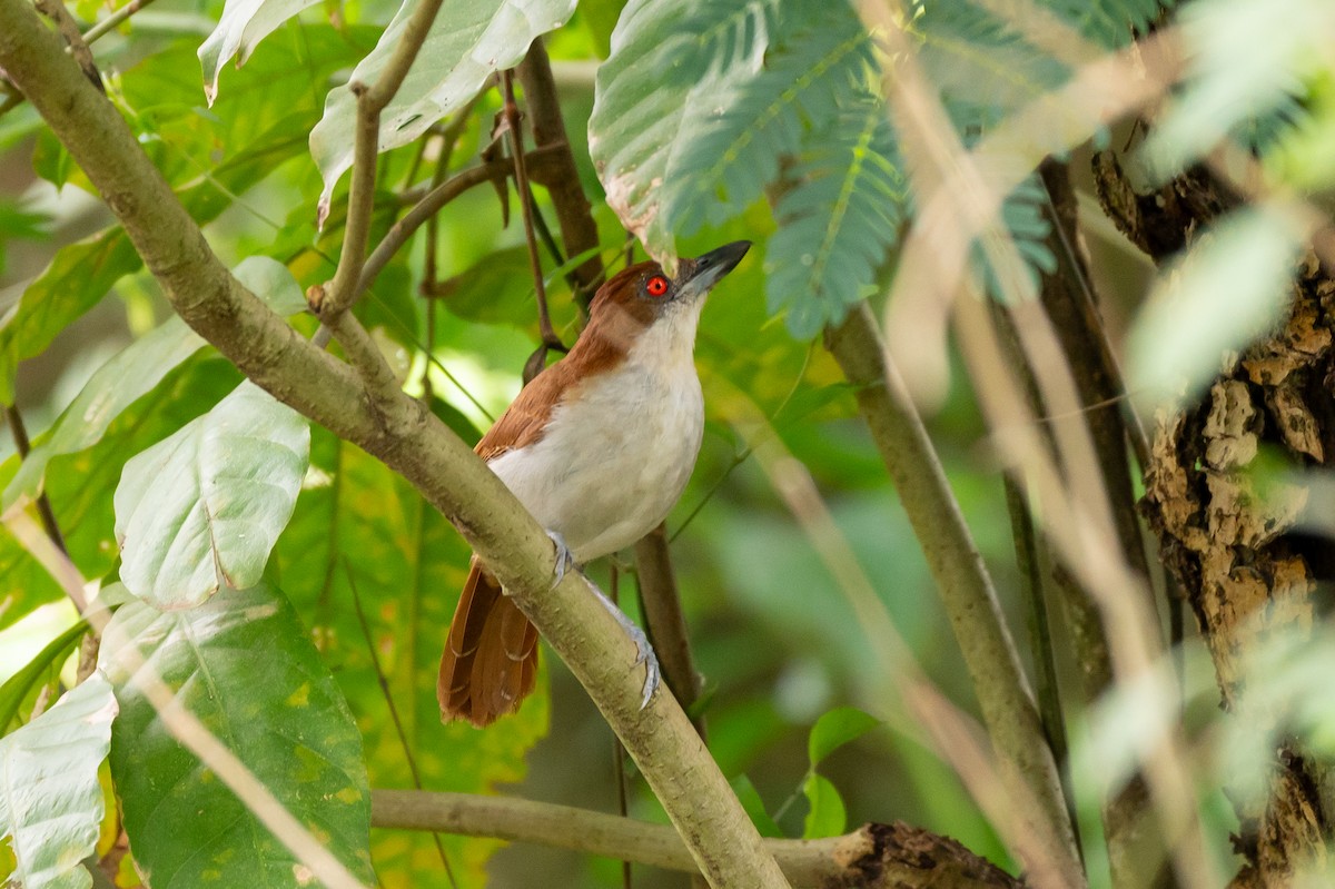 Great Antshrike - ML644708788