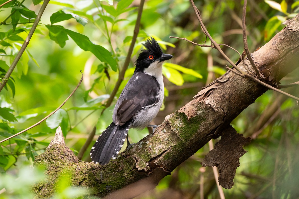 Great Antshrike - ML644708789