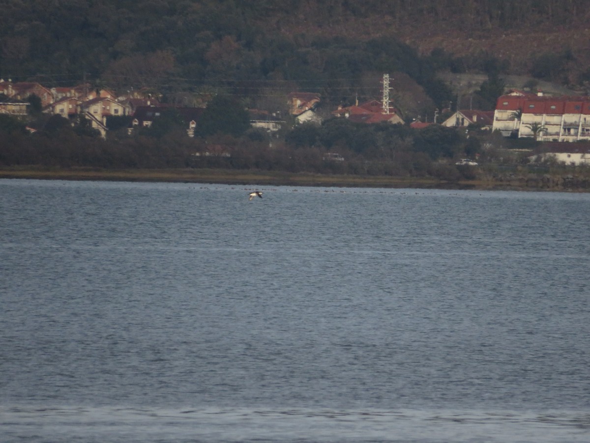 Arao Común - ML644708792