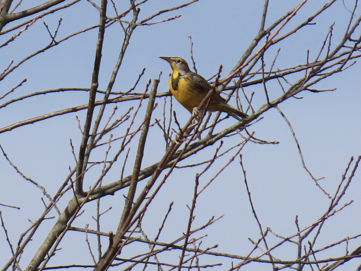 Eastern Meadowlark - ML644708802