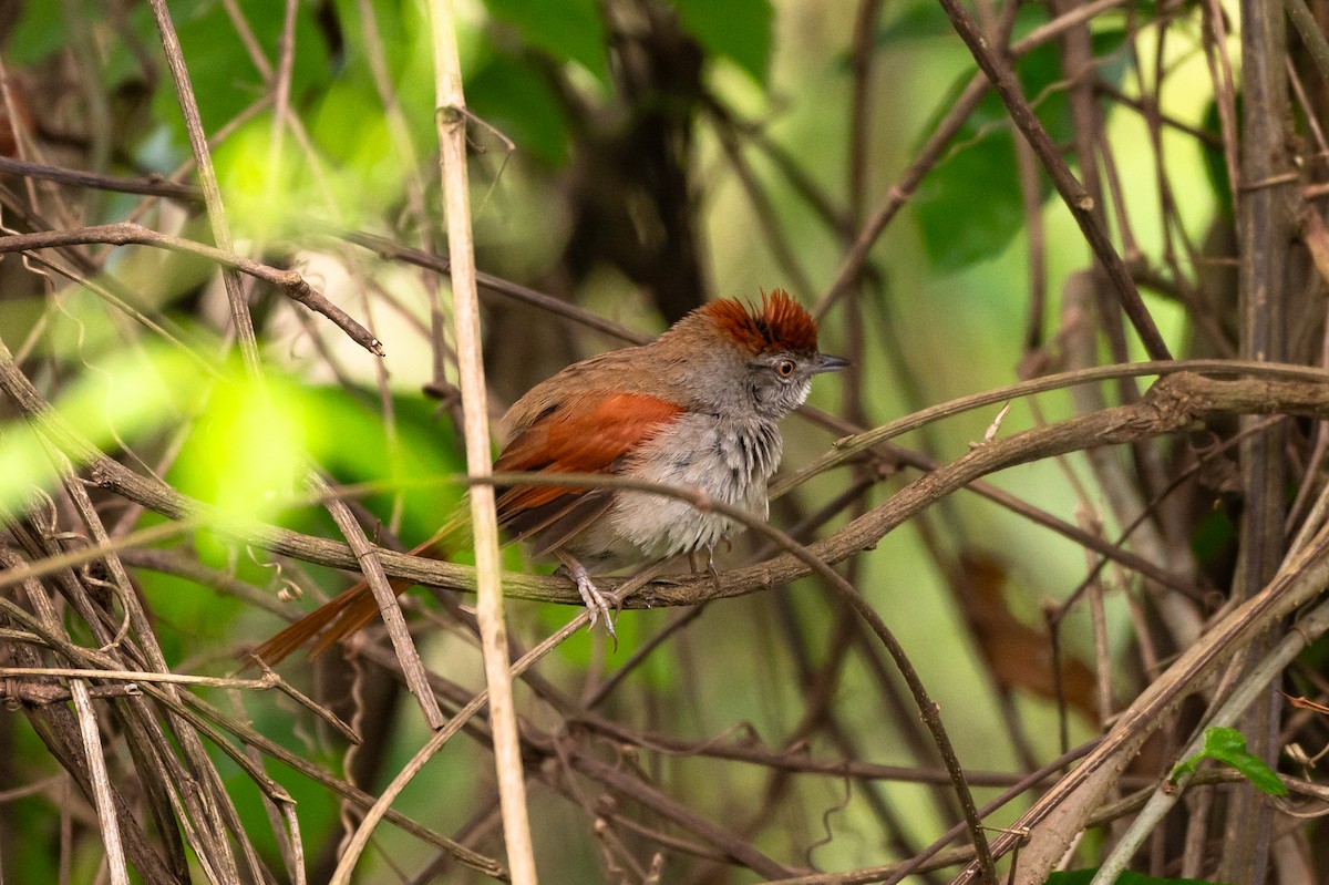 ハイビタイカマドドリ - ML644708803