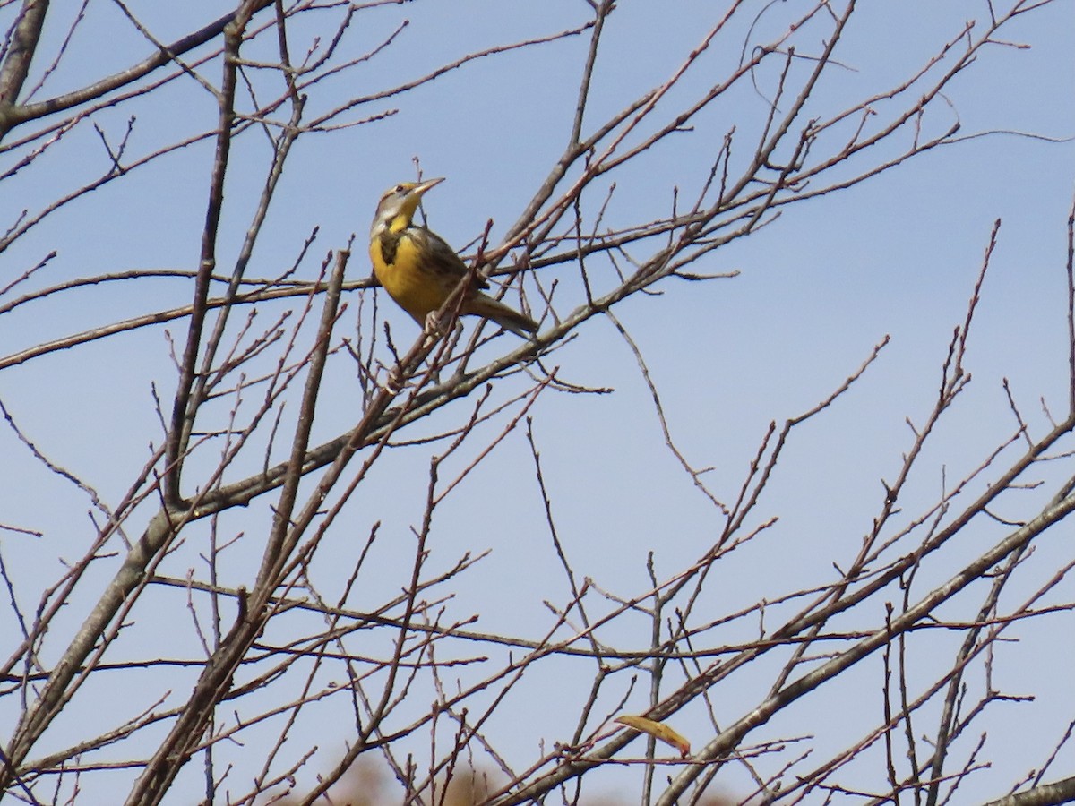 Eastern Meadowlark - ML644708806