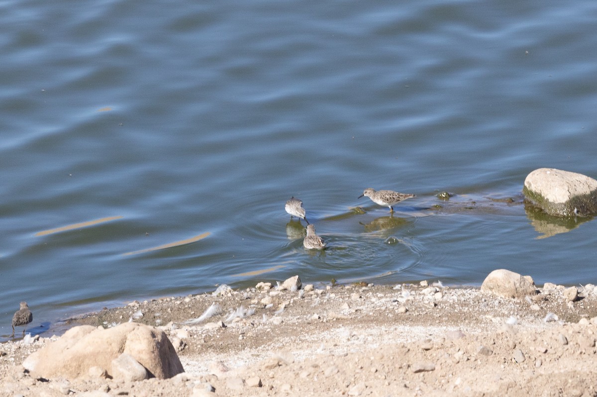 Alaska Kumkuşu - ML644708808