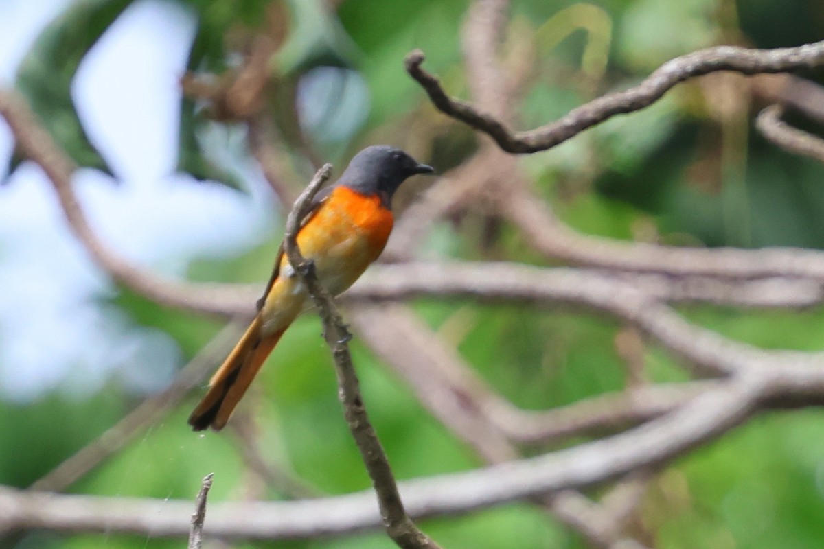 Zwergmennigvogel - ML644708820