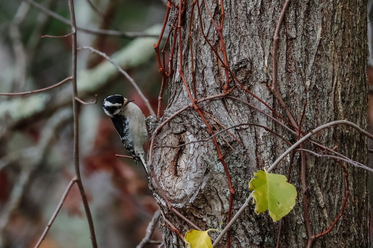 Downy Woodpecker - ML644708826
