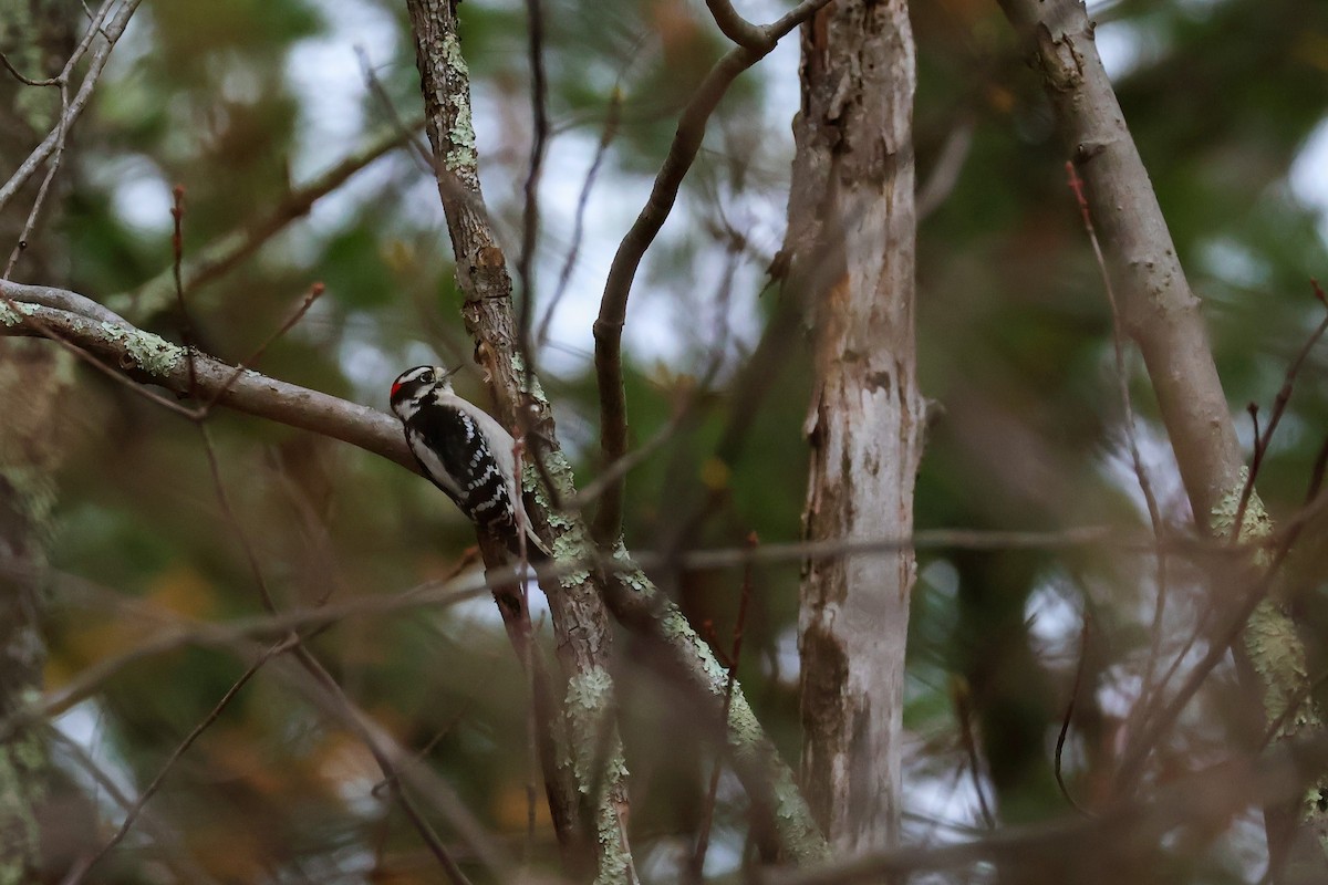 Downy Woodpecker - ML644708827