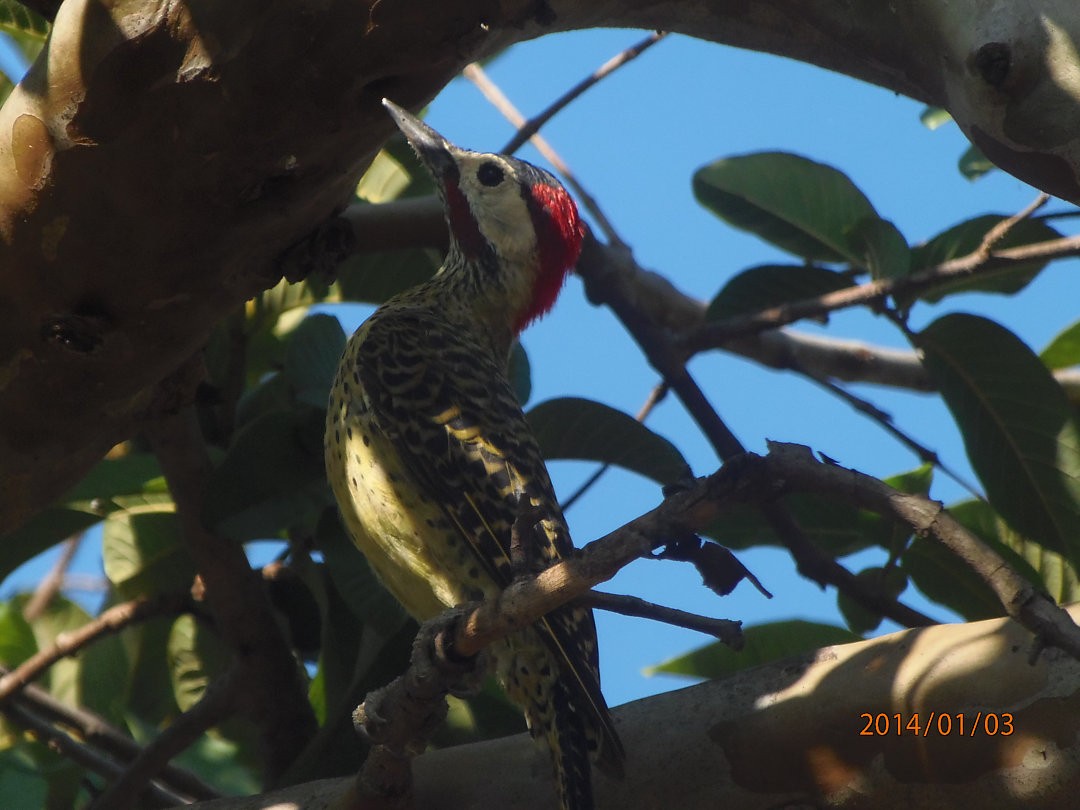 Pic vert et noir - ML644708836