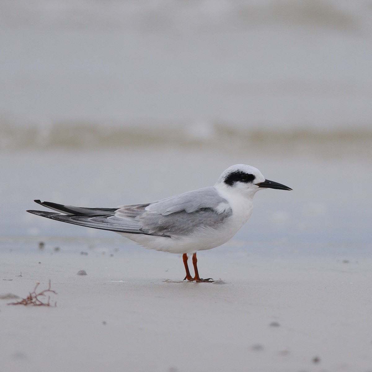 Sterne de Forster - ML644708838