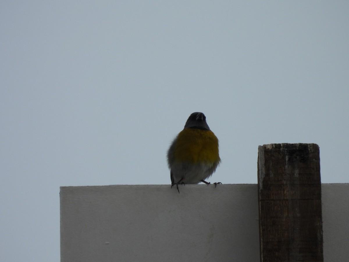 Gray-hooded Sierra Finch - ML644708839