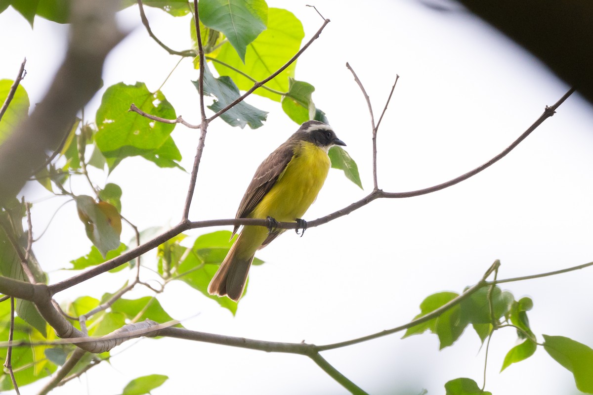 Rotscheitel-Maskentyrann - ML644708840