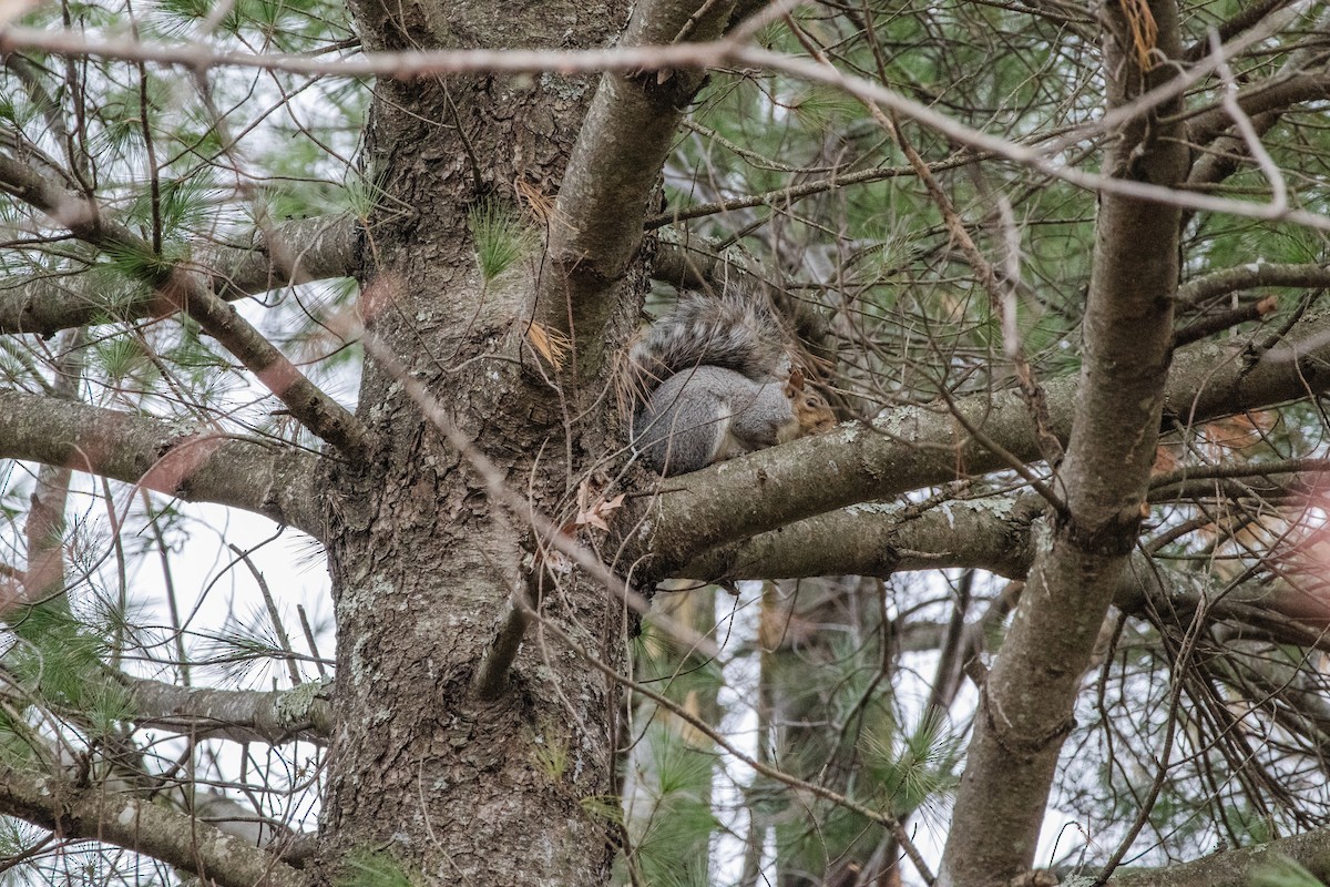 Eastern Gray Squirrel - ML644708841