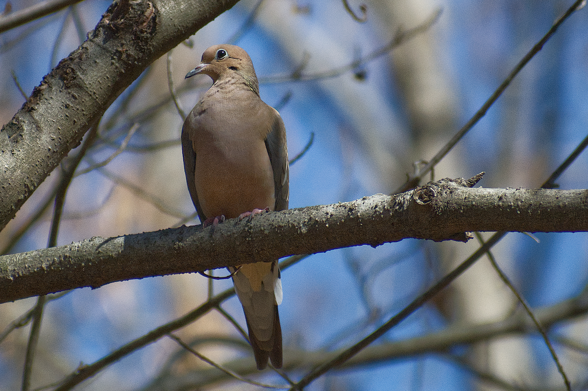 Mourning Dove - ML644708844