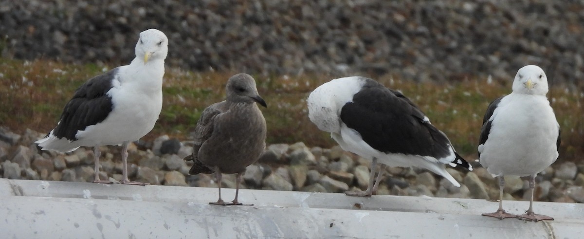 Büyük Kara Sırtlı Martı - ML644708845