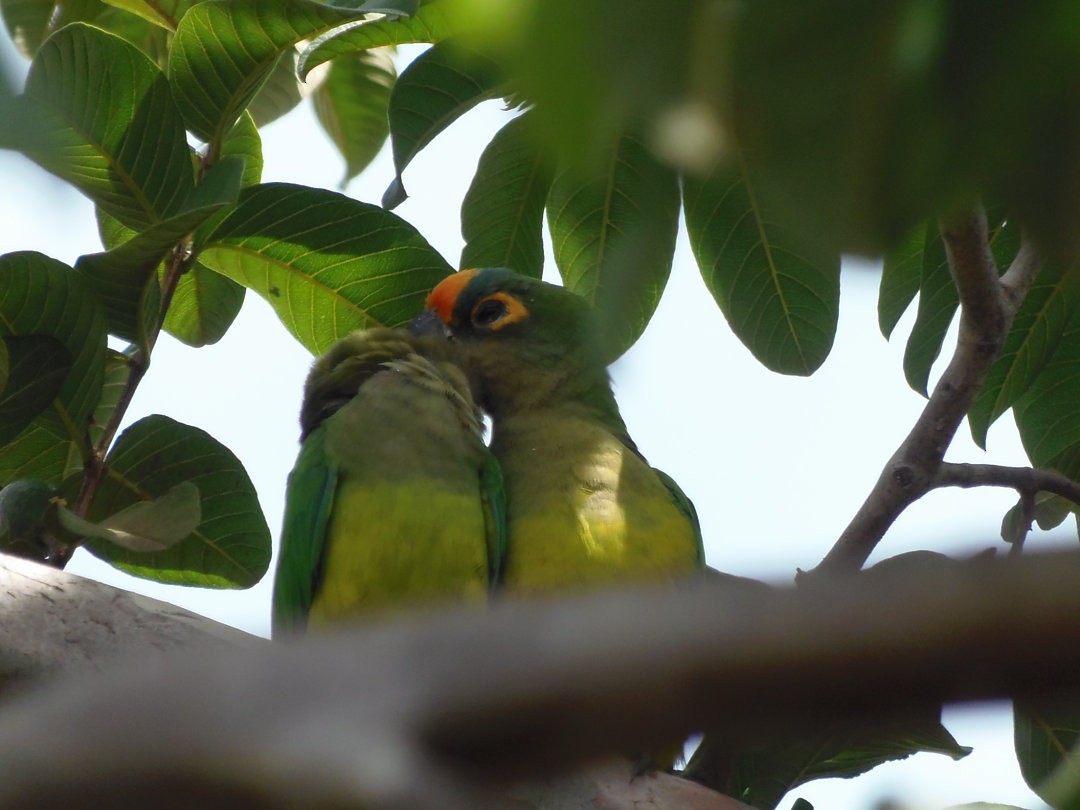 Conure couronnée - ML644708849