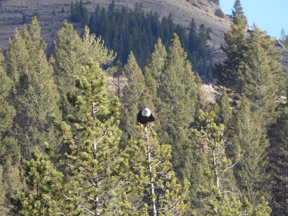 Bald Eagle - ML644708850