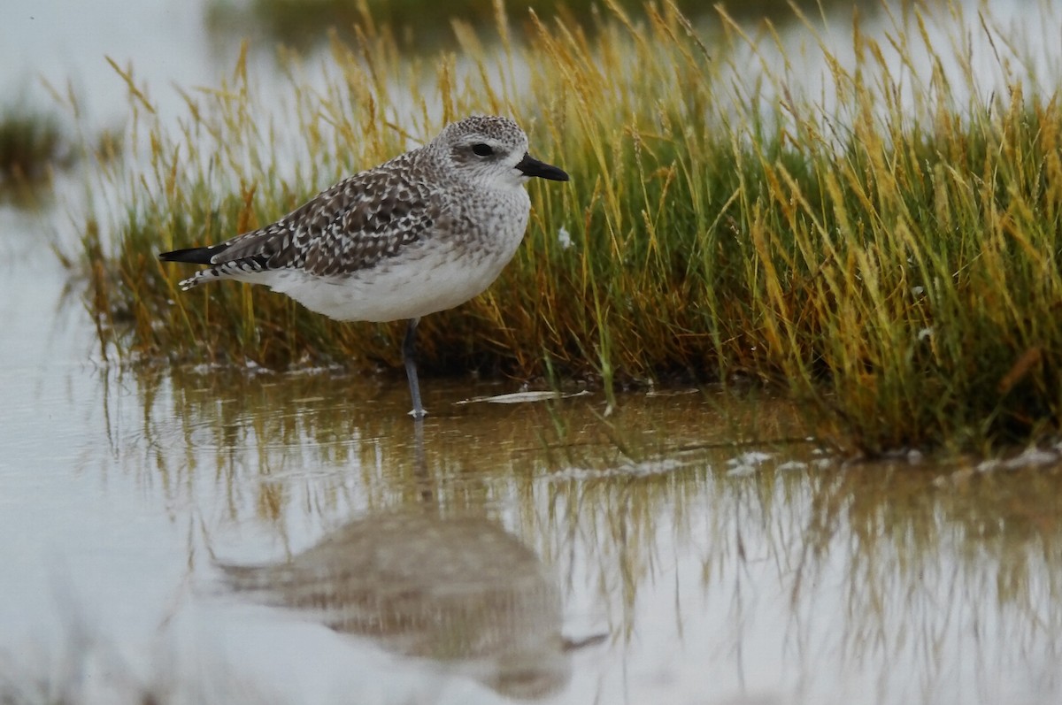 Pluvier argenté - ML644708856