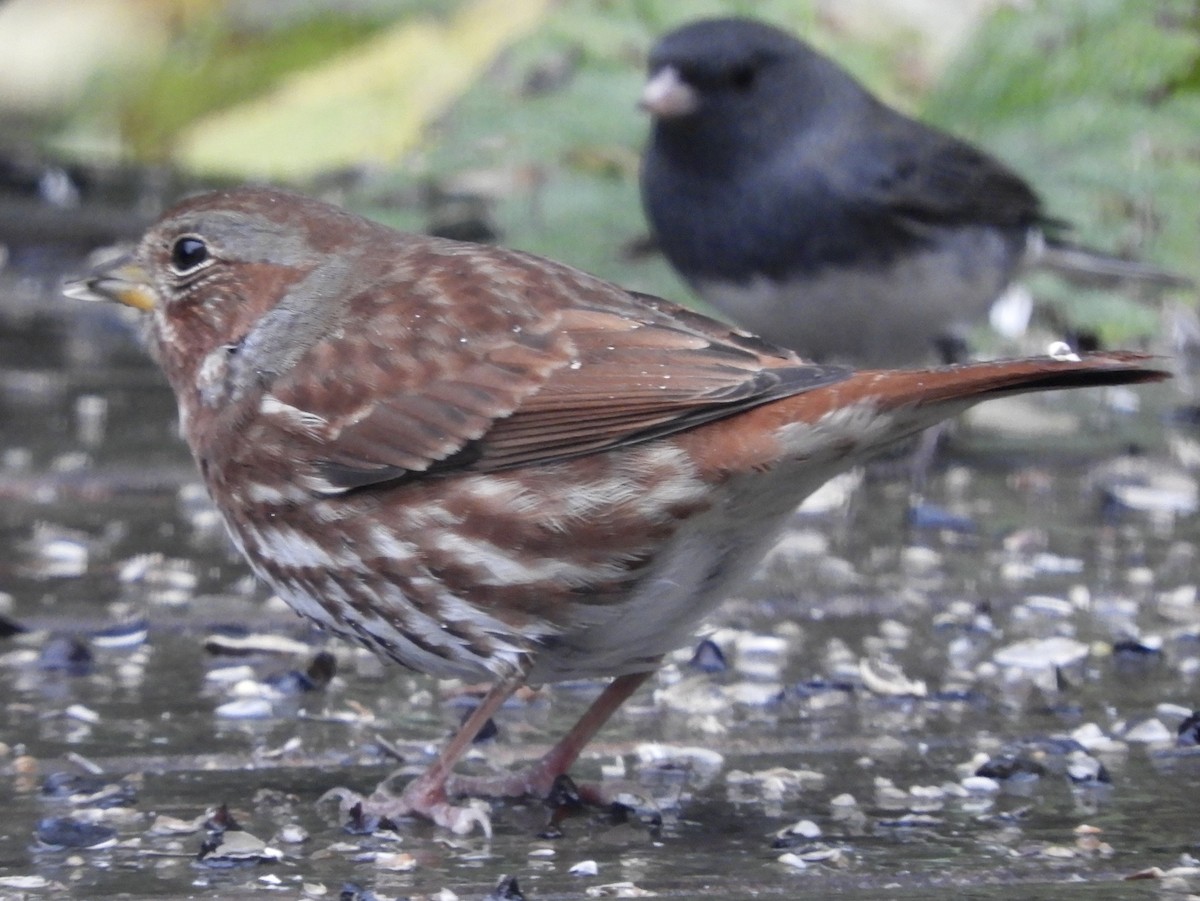Fox Sparrow - ML644708859