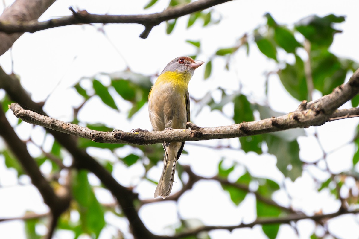 Rufous-browed Peppershrike - ML644708860