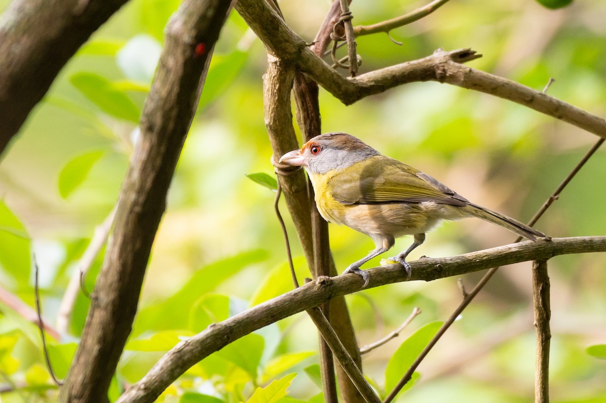 Rufous-browed Peppershrike - ML644708861