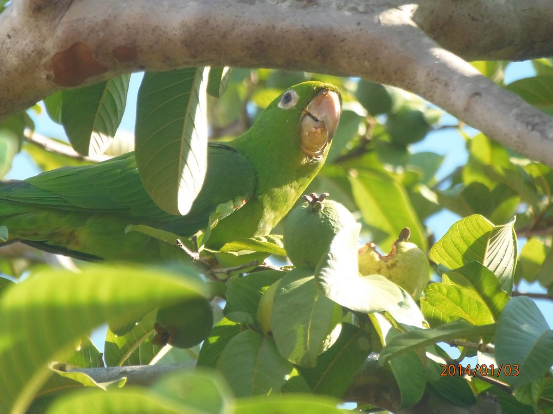 Conure pavouane - ML644708862