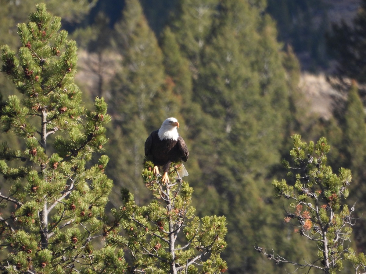 Bald Eagle - ML644708871