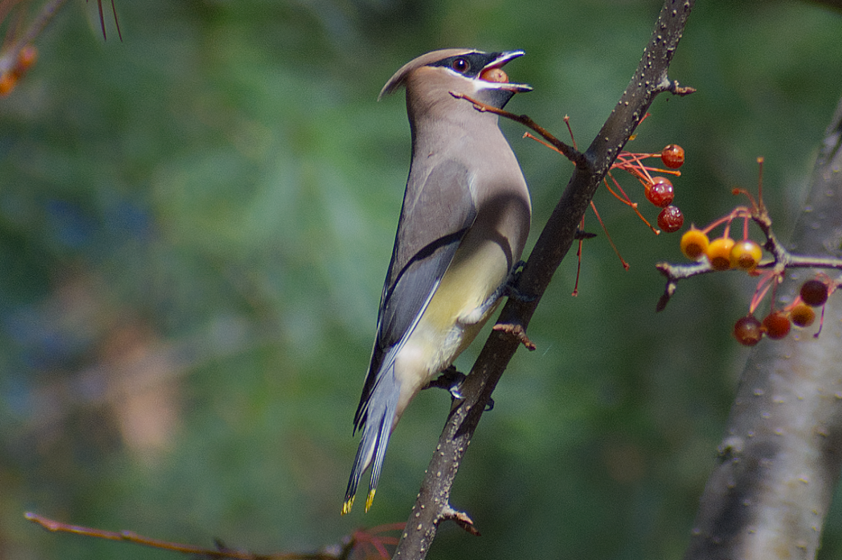 Sedir İpekkuyruğu - ML644708890