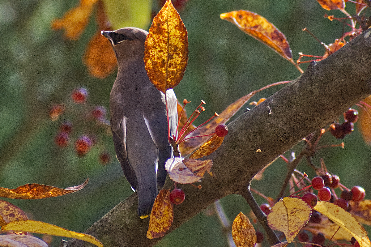 Sedir İpekkuyruğu - ML644708891
