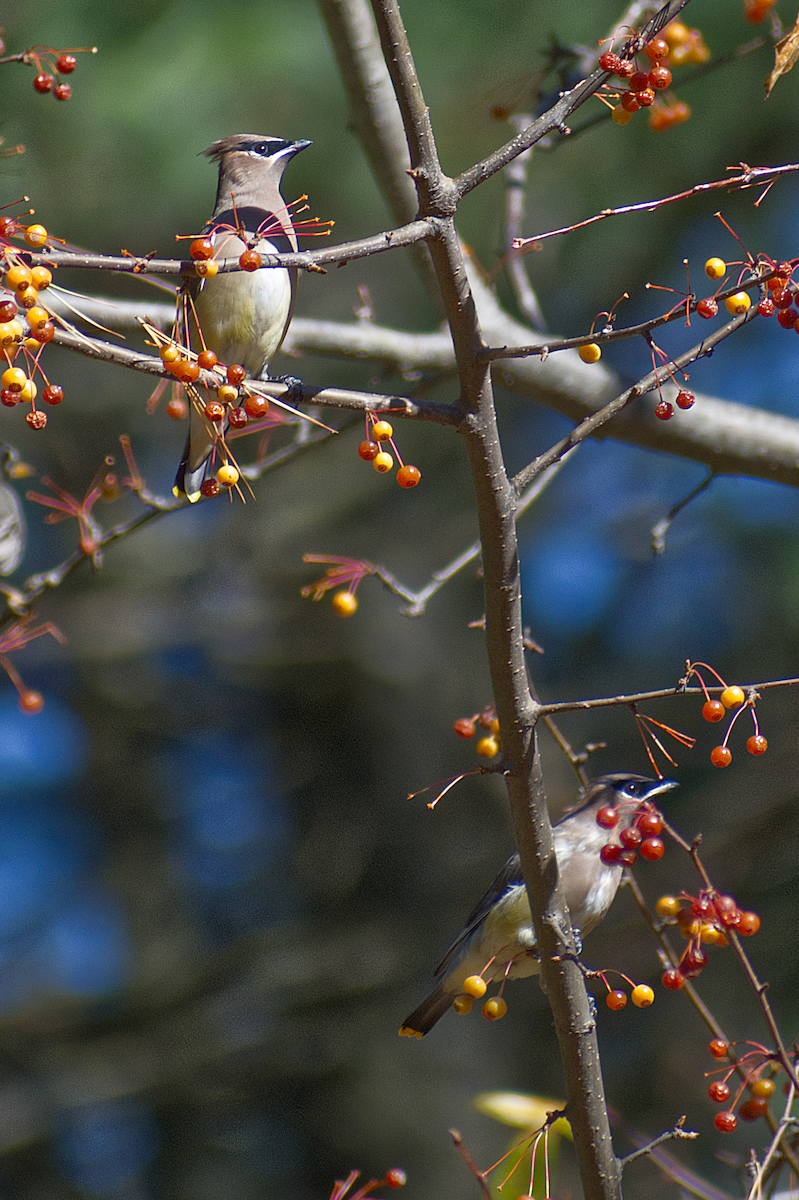 Sedir İpekkuyruğu - ML644708894