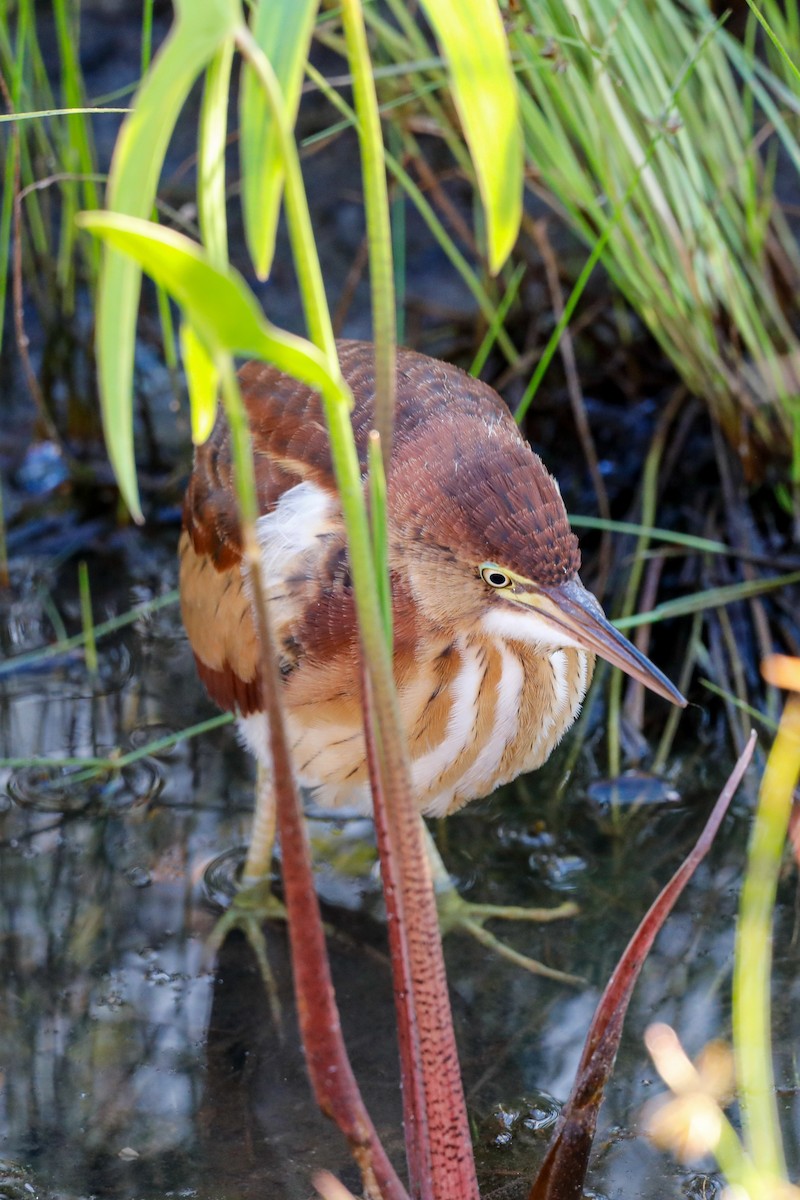 コヨシゴイ - ML644708896