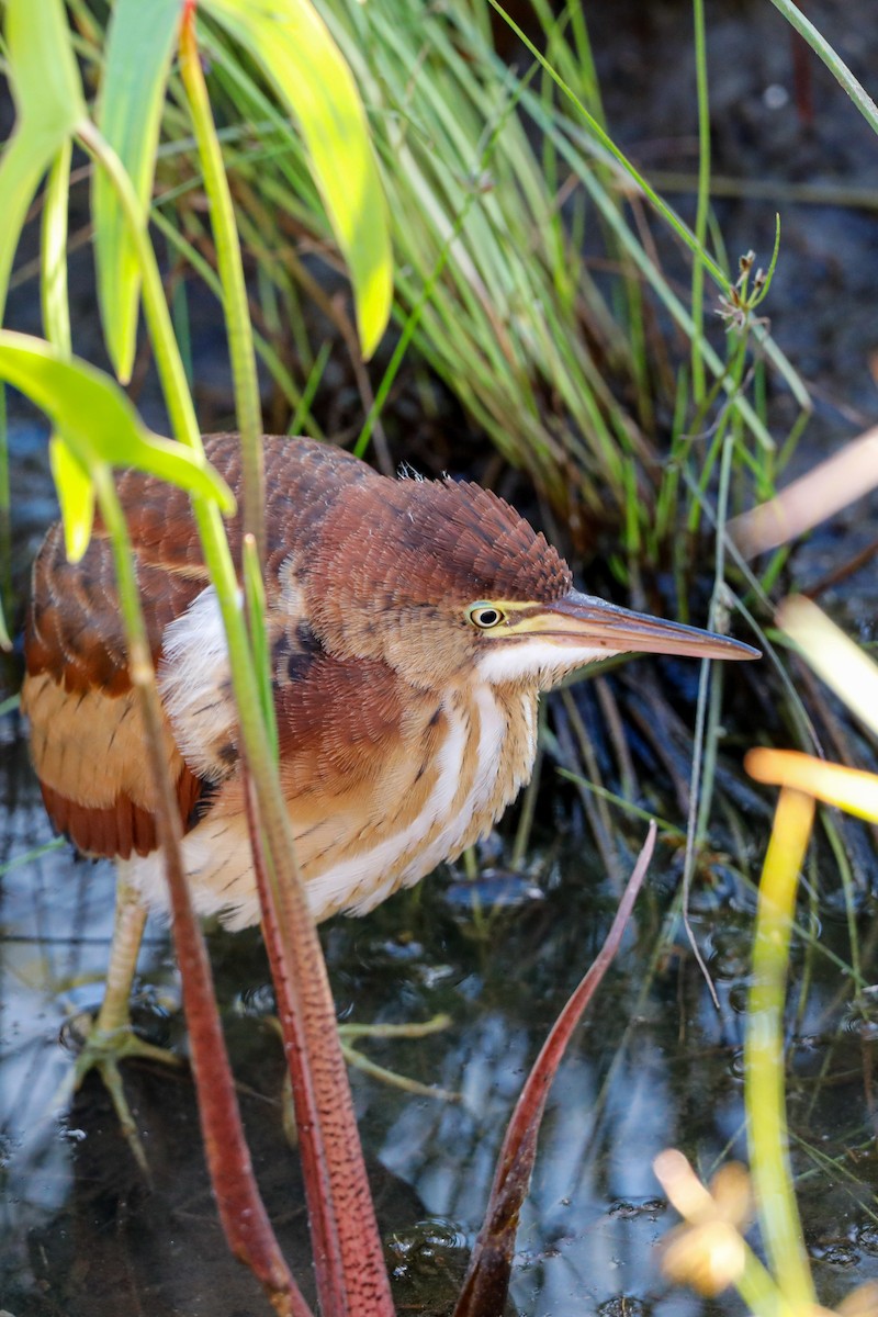 コヨシゴイ - ML644708897