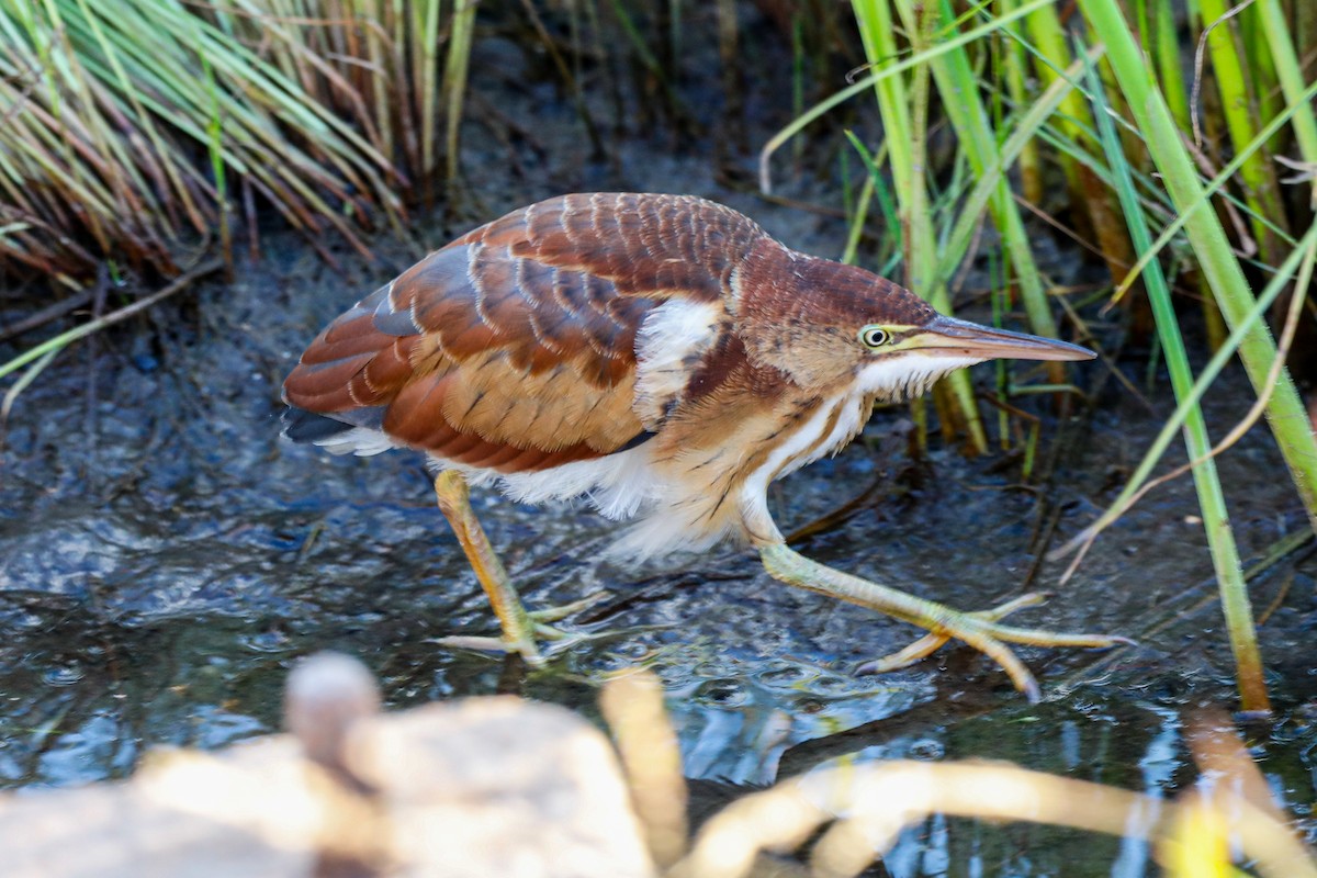 コヨシゴイ - ML644708898