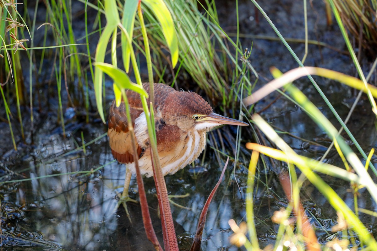 コヨシゴイ - ML644708899