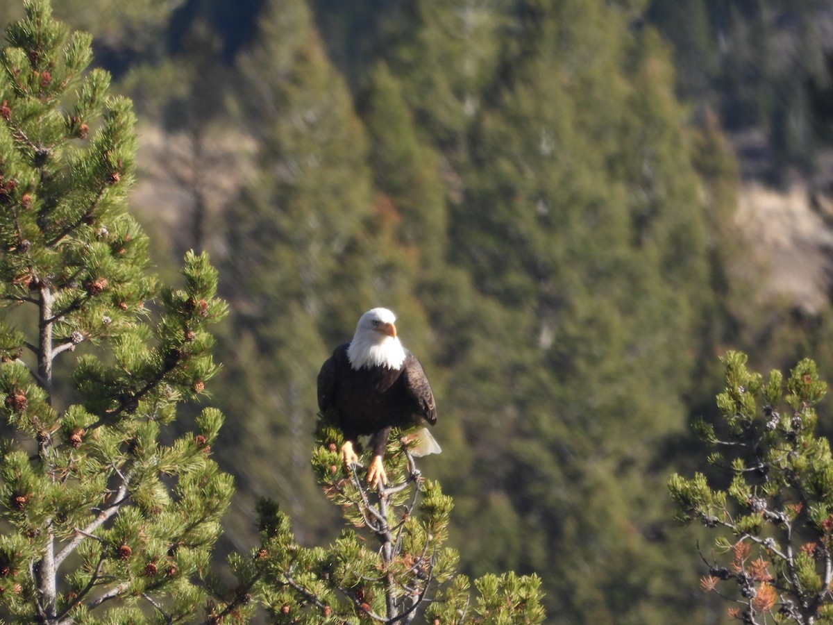 Bald Eagle - ML644708901
