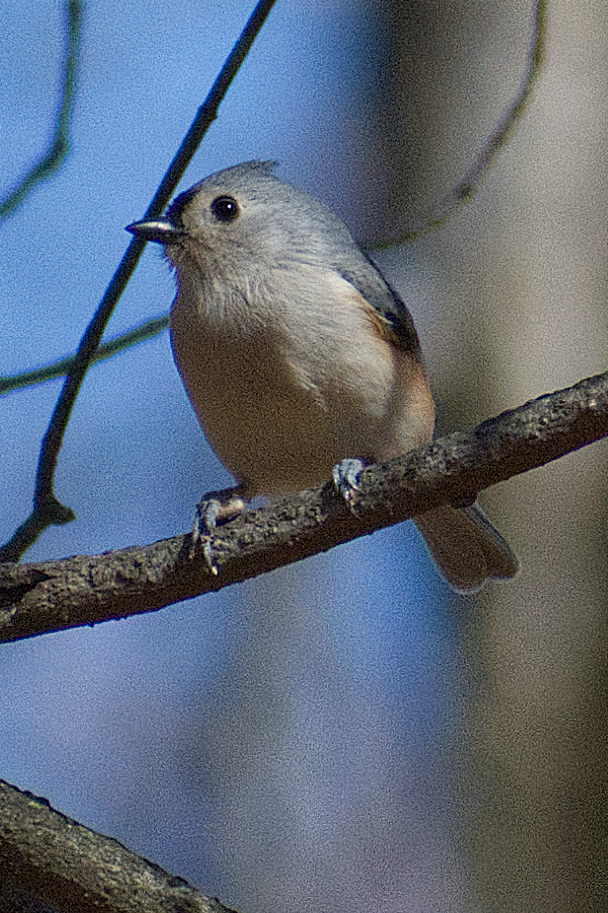 Tufted Titmouse - ML644708911