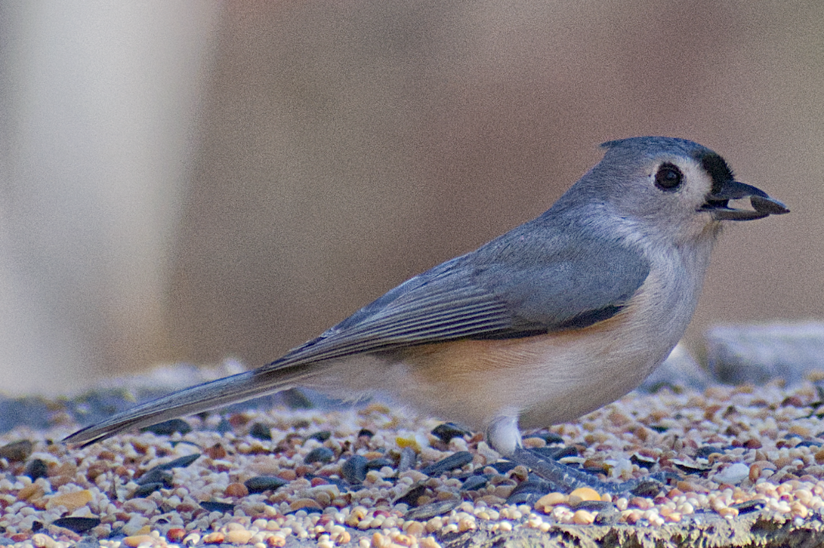 Tufted Titmouse - ML644708912