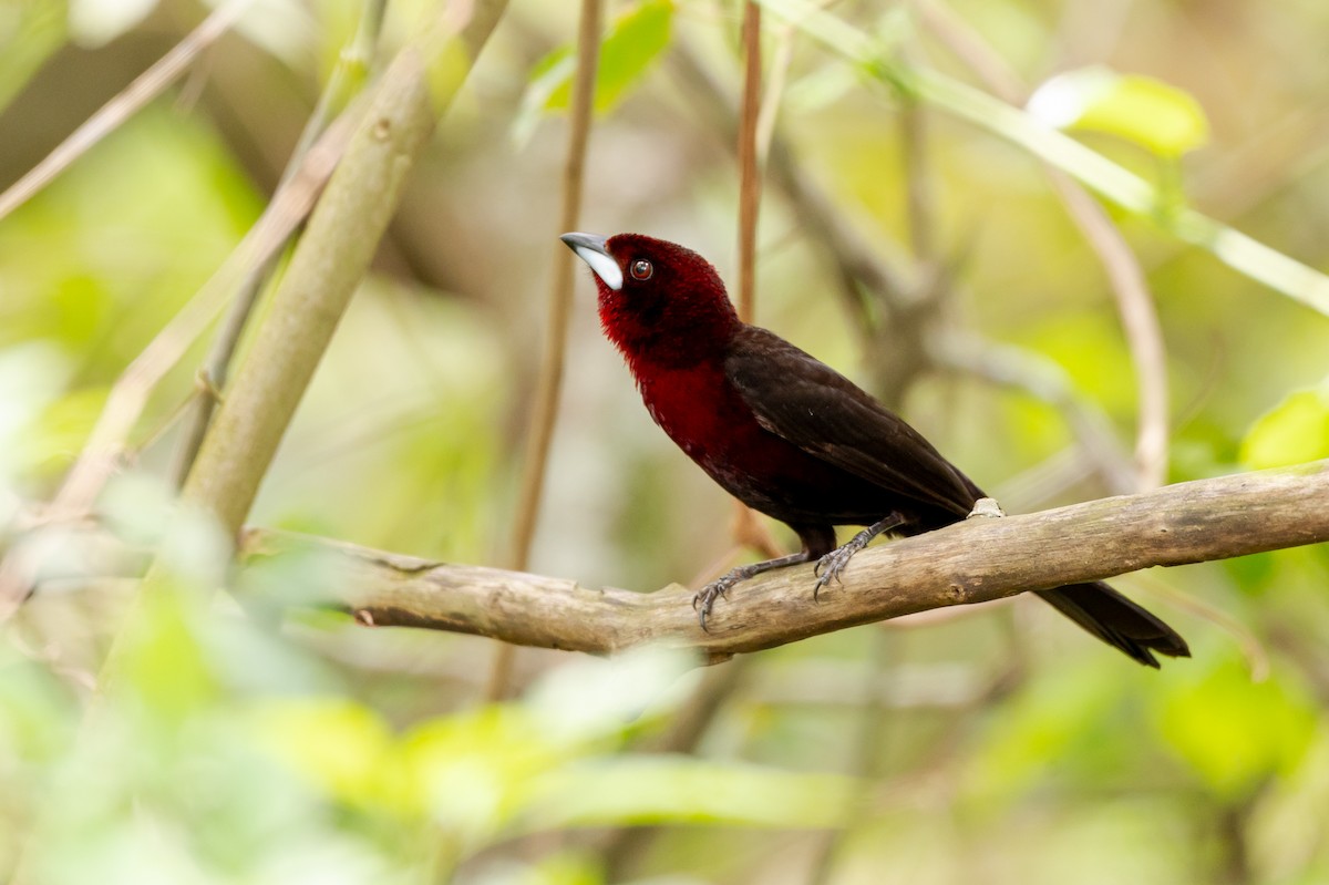 Silver-beaked Tanager - ML644708917